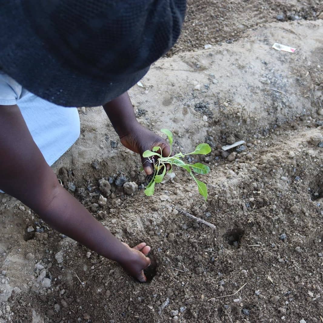 Seedling being planted by a youth member of the community