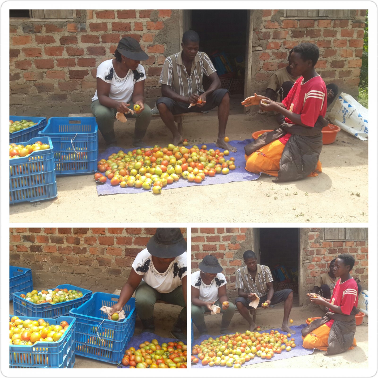 I was sorting the good tomatoes for the market together with my workers as we discussed our targets for the next week