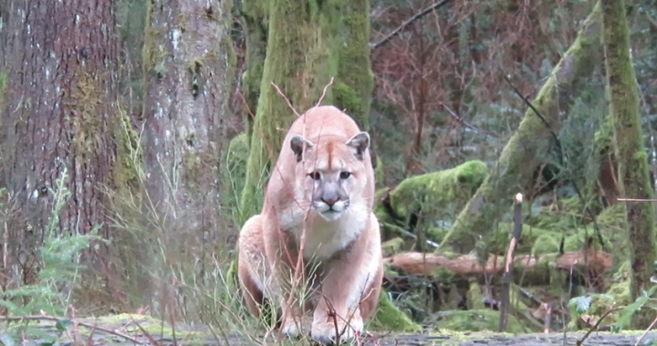 Remember; all things belong on Mother Earth, not just man. Our cougar population is being killed by man, for entering towns searching for food, and man is shooting them. We must protect and preserve our wild-life, and stop cutting down the timber where they live. Man is destroying, not protecting for future generations. We are not the only population living in the West, animals live here too! They belong here, more than the colonisers do!