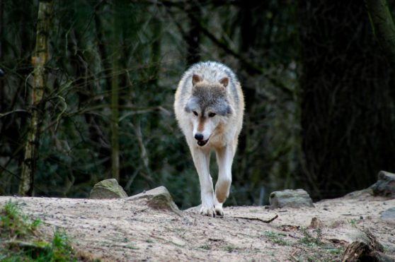 The wolves have no where to go, if the timber is cut down by big companies, and the salmon is being depleted by over-fishing by other countries. Let us end the tyranny and genocide of our wild-life and stop fishing vessels from entering our oceans. Our wild-life depend on salmon to eat.