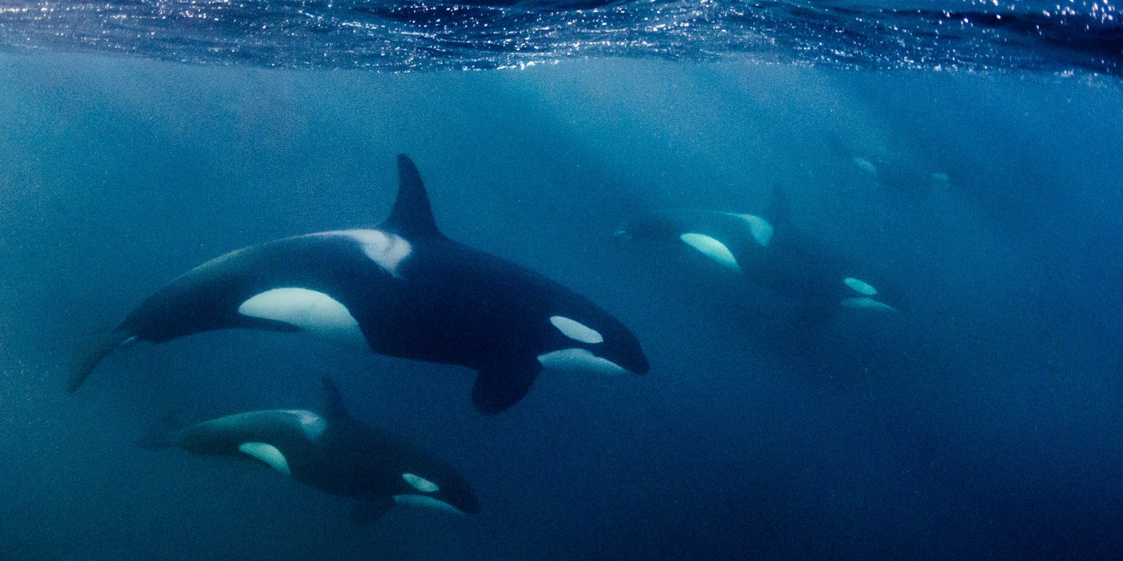 Our whales are starving, let us end plastic being dumped in our oceans.