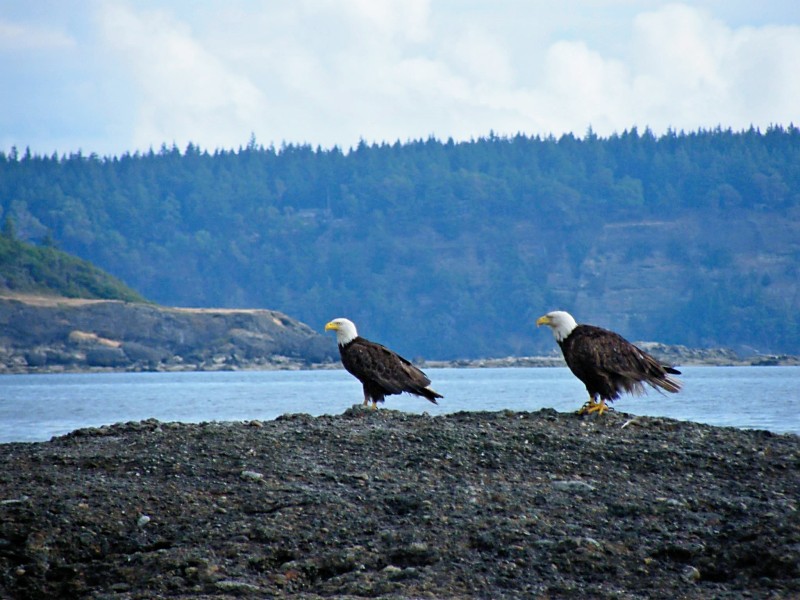 Our eagles depend on salmon for their diet.