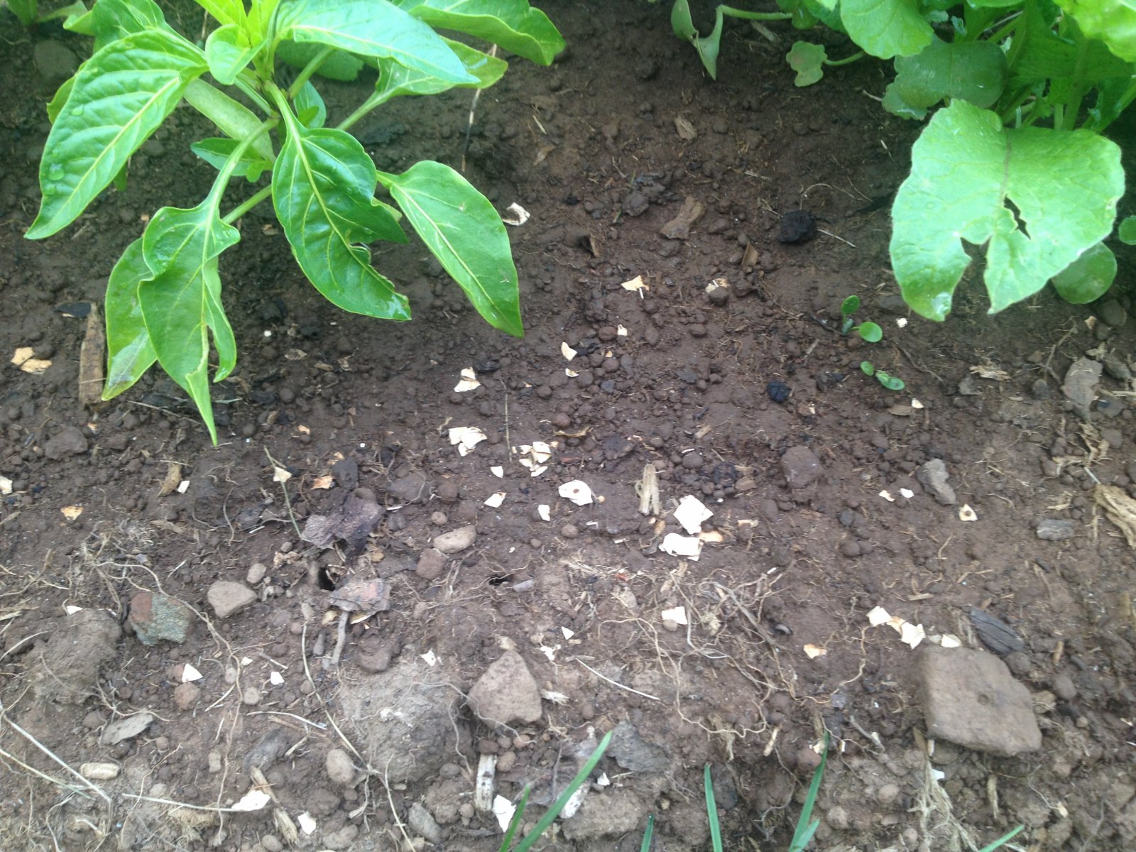 Some items don't need to be composted to be good for your garden. I often crush eggshells and add them directly to my garden, both to enrich the soil and to try to keep out slugs (though I'm still deciding how effective it has been as a slug-deterrent!)