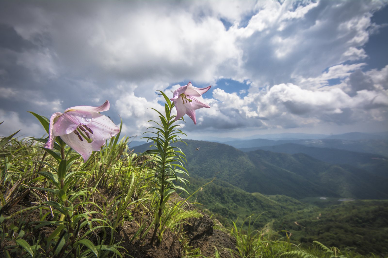 Shirui Lily, the state flower of Manipur, a state in the north-east region of India. Picture courtesy Priyojik Akoijam
