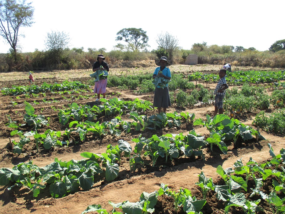 Zimbabwean farmers harvest in one of their gardens. Photo Credit: Elizabeth Mpofu.