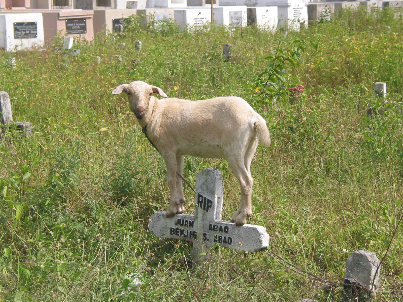 There was a sheep in the cemetery. Of course, it was cream white. Photo by libudsuroy. Creative Commons.