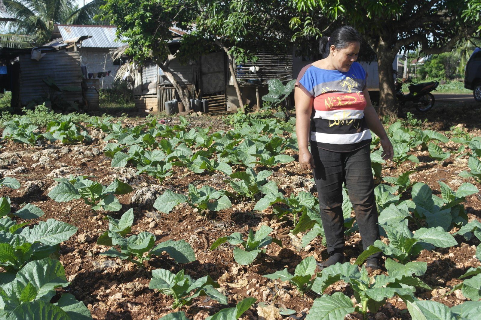 A woman inspects her fieldof young tobacco farm early in the morning.