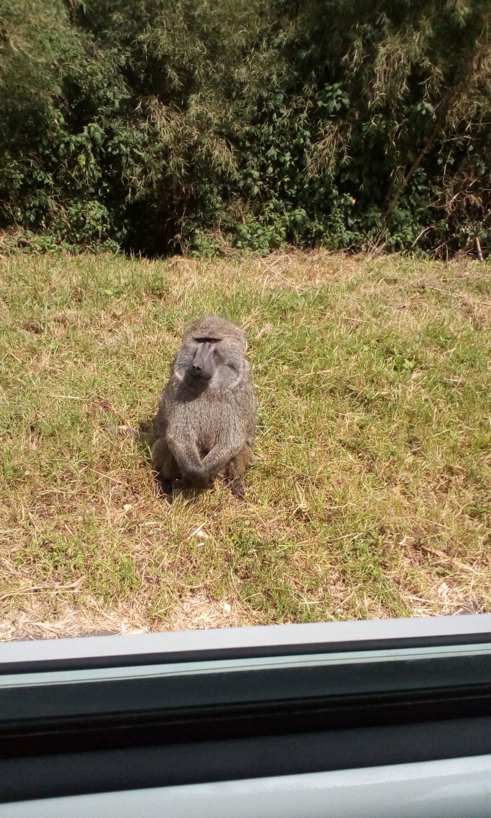 Uganda has many wild animals, some are found near the road seeking food from  by passers.   This has lead many tourists who come to Uganda, get stimulated to begin a charity to help vulnerable groups.