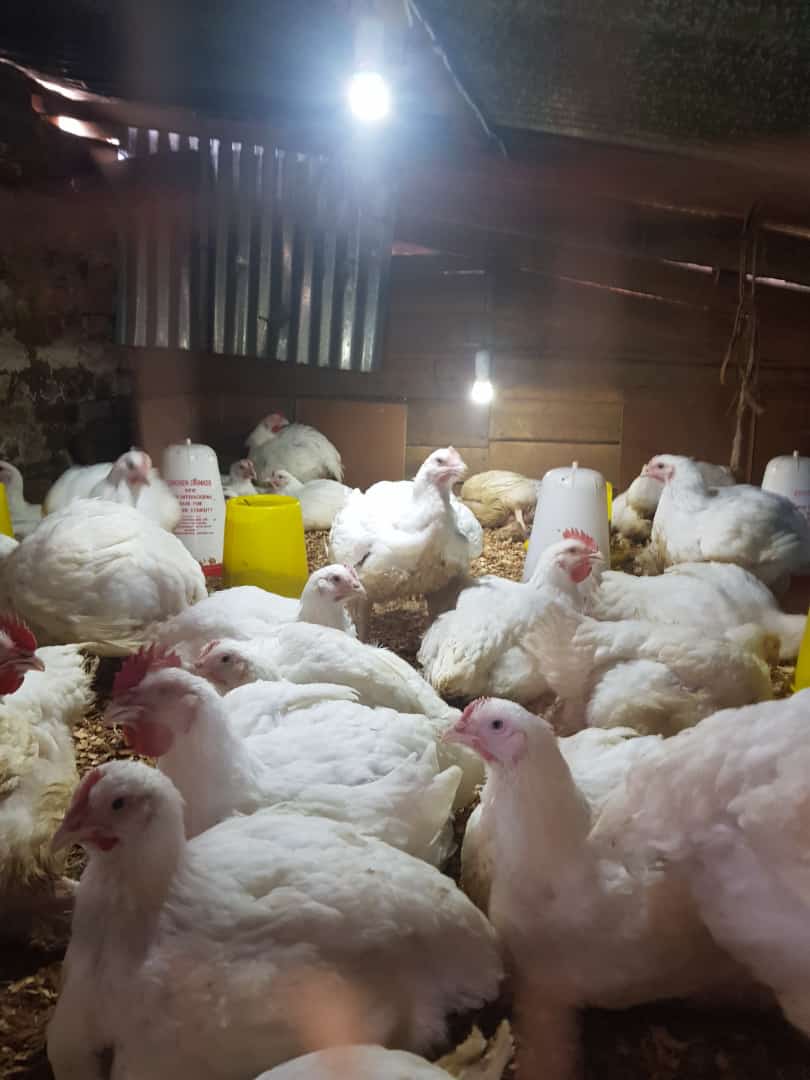 my breeding project at the start-up phase my chicken today that I am asking for support to finish it