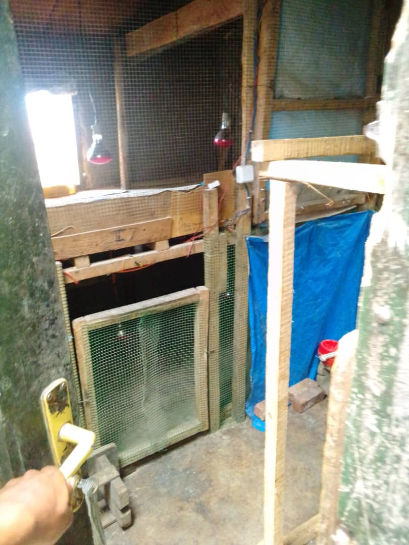 my breeding project at the start-up phase my chicken today that I am asking for support to finish it