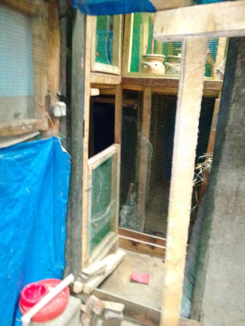 my breeding project at the start-up phase my chicken today that I am asking for support to finish it